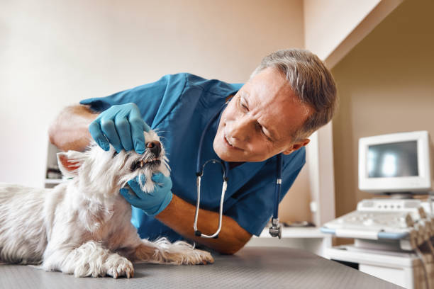 Best 24-Hour Emergency Dental Care in Syosset, NY